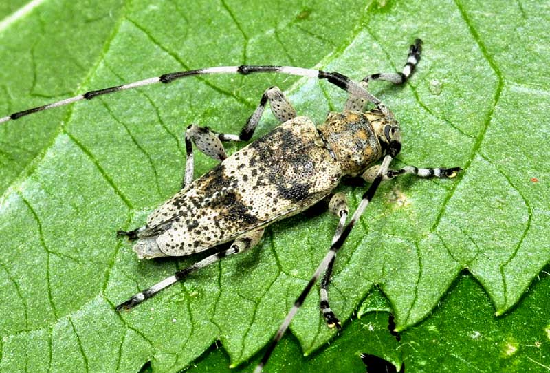 Acanthocinus griseus (Cerambycidae)